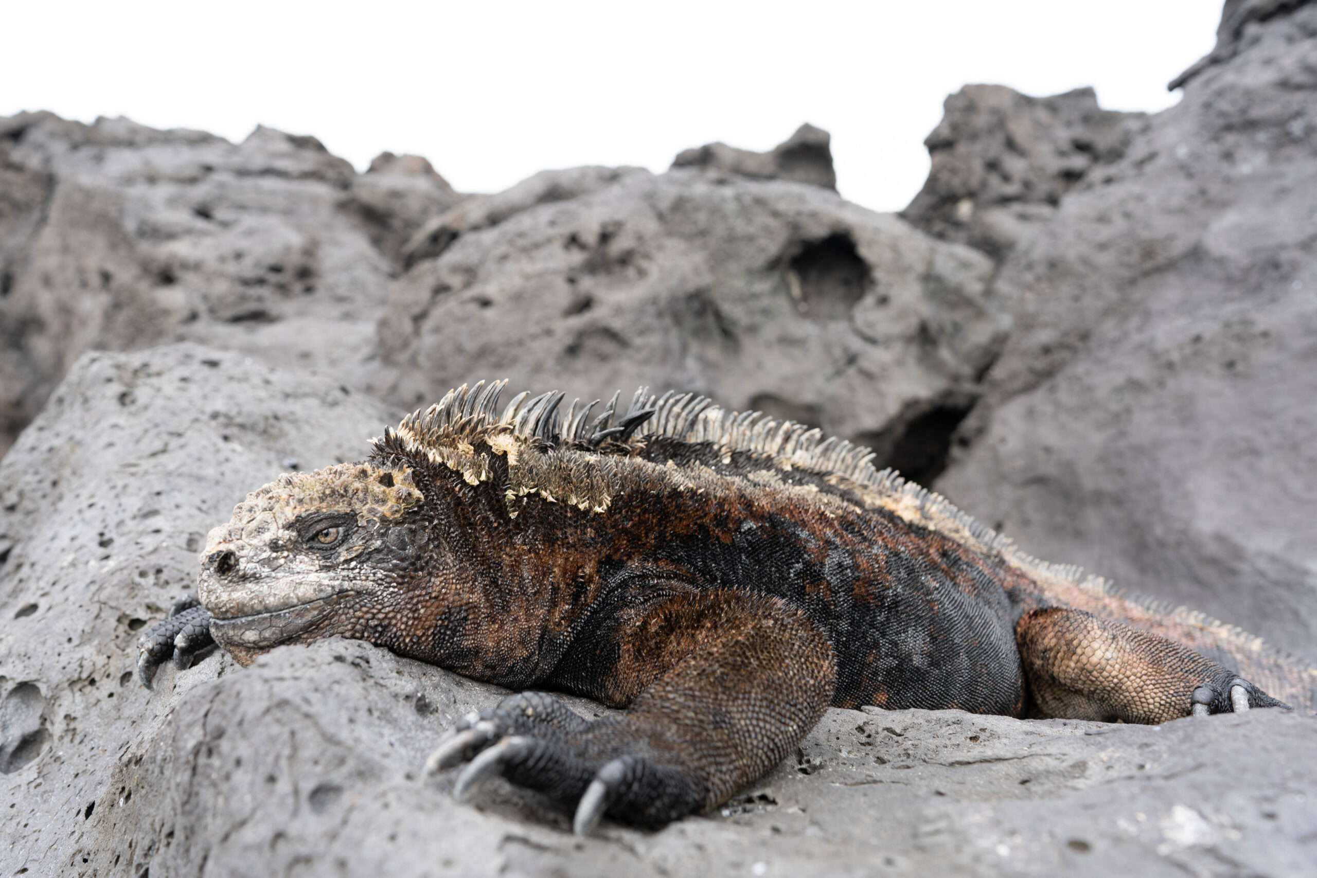 Galapagos in january