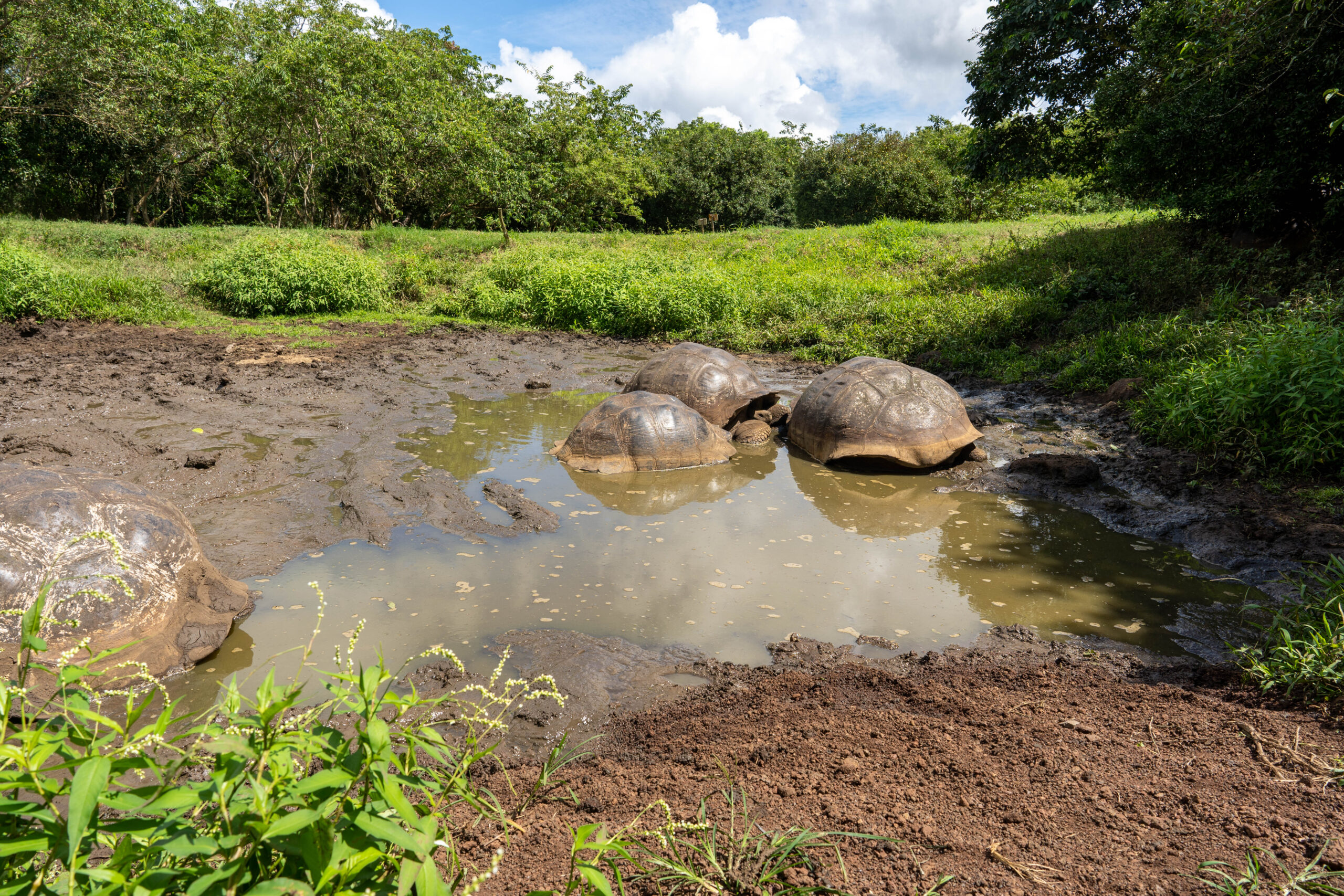 Galapagos in january