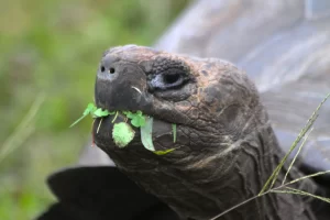 Galapagos in june