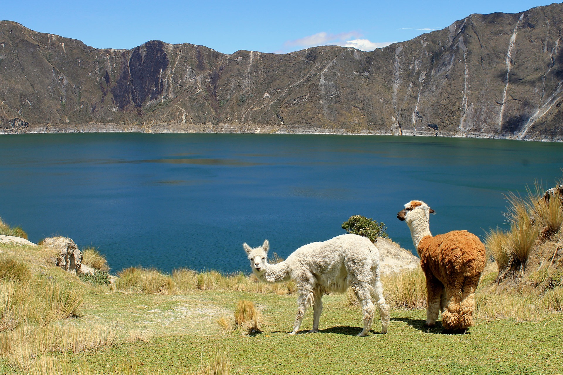 llamas-83780_1920